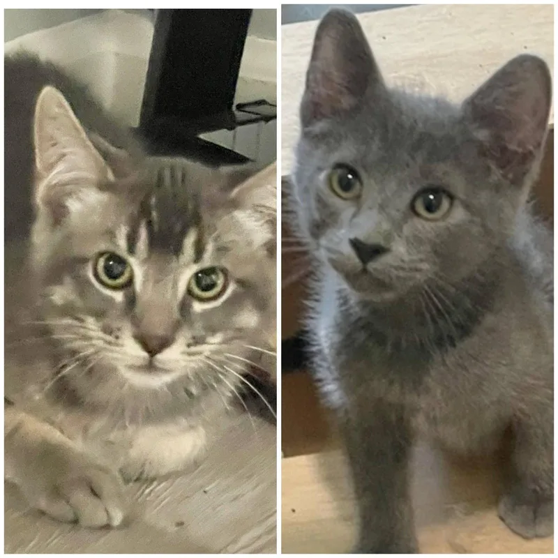 A baby medium-sized female Gray / Blue / Silver Domestic Short Hair cat named Yugi and Megumi for adoption in Shawnee, KS