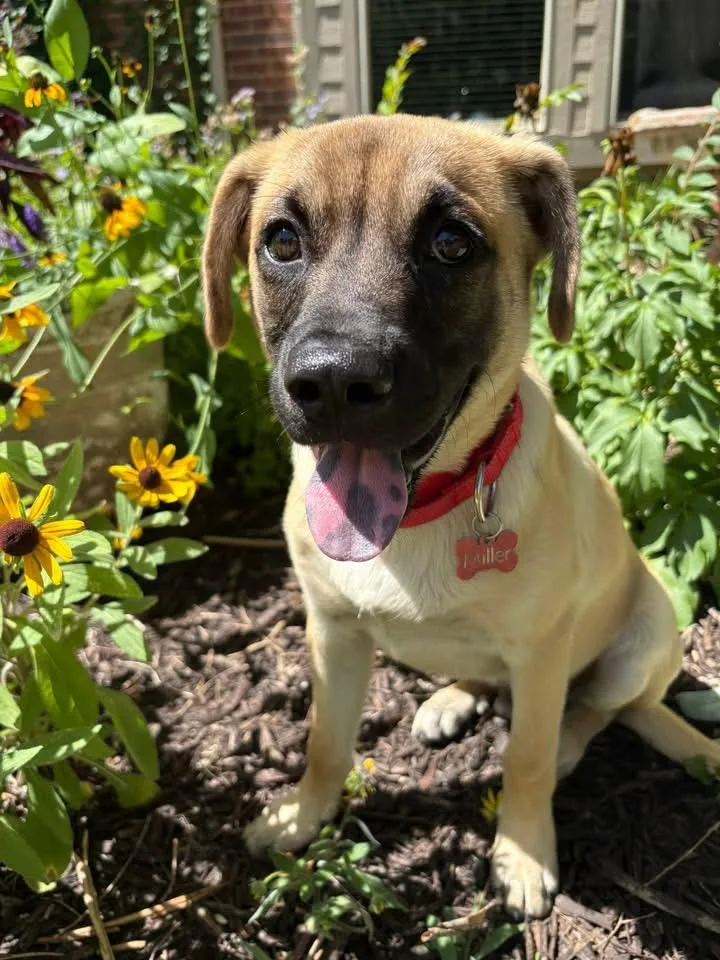 A young medium-sized male Shepherd dog named Henry for adoption in Southlake, TX