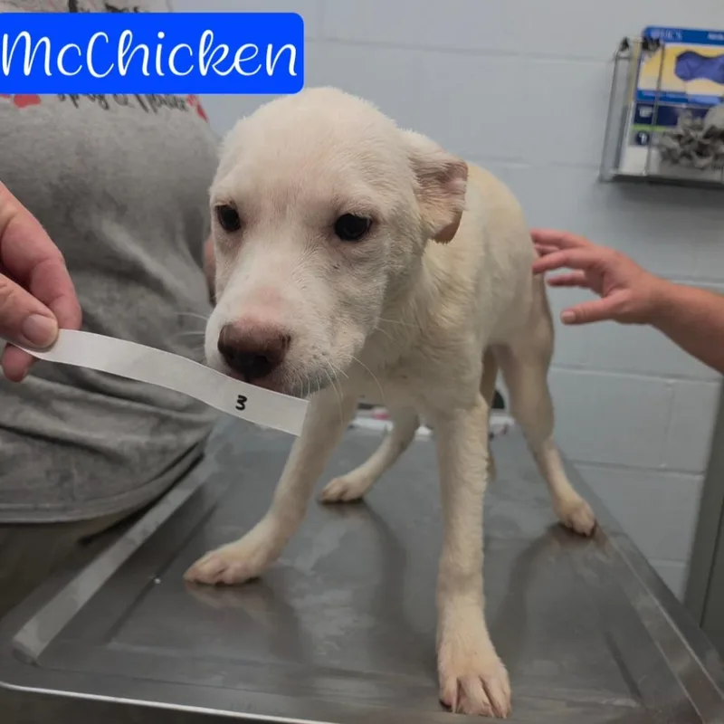 A baby small-sized female White / Cream Husky dog named McChicken for adoption in Parkersburg, WV