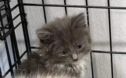 A young medium-sized female Gray / Blue / Silver Domestic Long Hair cat named Jammy B for adoption in Grand Rapids, MI