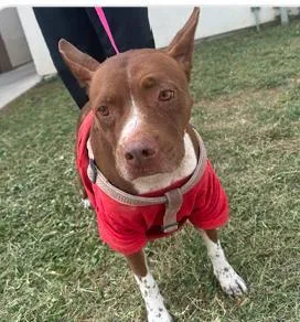 An adult medium-sized female Mixed Breed dog named Princess Peach for adoption in West Chester, PA