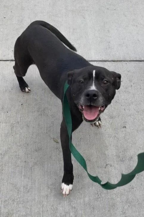 An adult medium-sized male Pit Bull Terrier dog named Chase for adoption in Chatham, VA