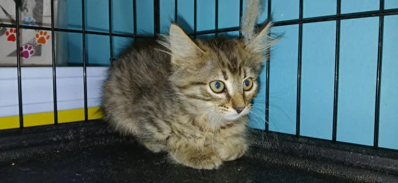 A baby small-sized female Domestic Short Hair cat named Julie for adoption in Crocker, MO