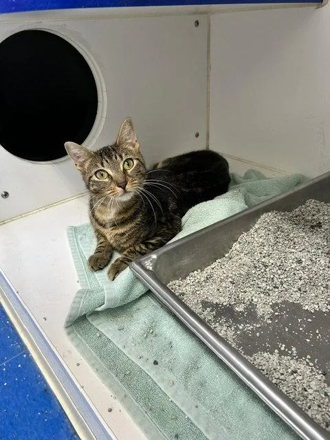 A young medium-sized female Domestic Short Hair cat named sonoma months old for adoption in Sterling, MA