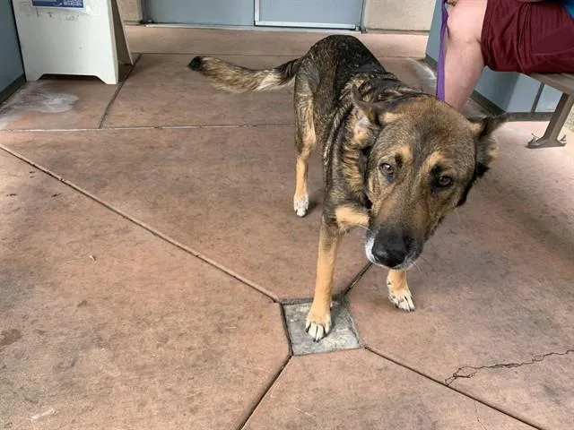 An adult large-sized male German Shepherd Dog dog named A for adoption in San Jose, CA
