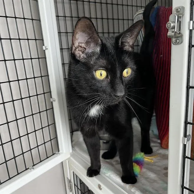 An adult medium-sized male Black Domestic Short Hair cat named Riku for adoption in Chicago, IL