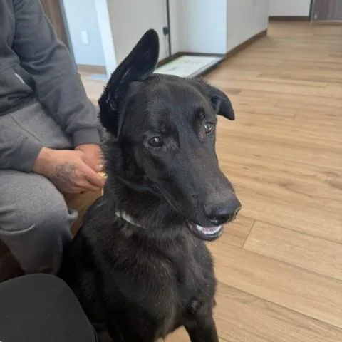 A young large-sized male Black German Shepherd Dog dog named Deimos Courtesy Listed for adoption in Midland, MI