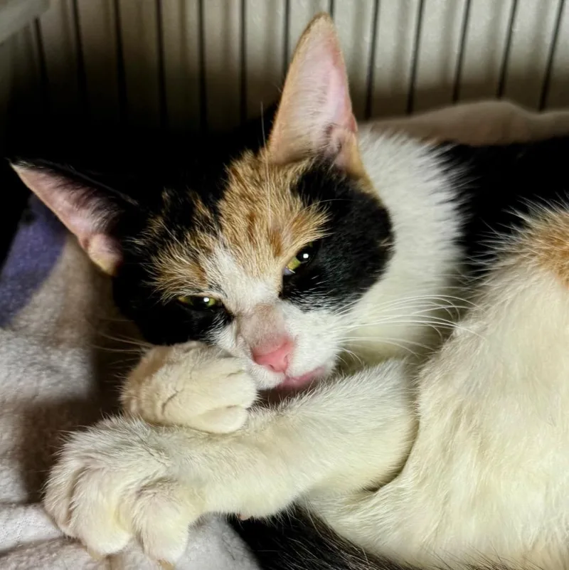 A baby medium-sized female Domestic Short Hair cat named Macie for adoption in Saginaw, MI