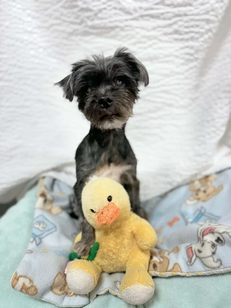 A senior small-sized female Black Mixed Breed dog named Becky for adoption in Port Clinton, OH