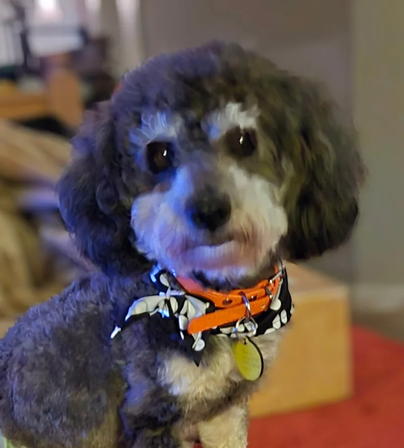 A young small-sized male Miniature Poodle dog named Maksim for adoption in Catlettsburg, KY