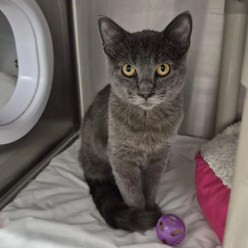 A young medium-sized male Gray / Blue / Silver Domestic Short Hair cat named Wyatt Earp for adoption in Kingman, KS