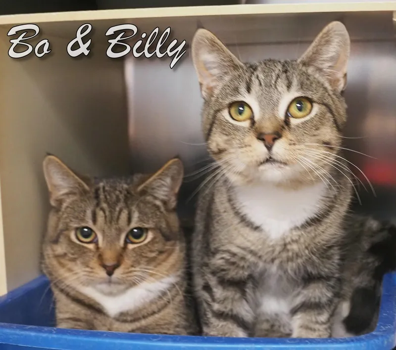 Bo And Billy thumbnail 5