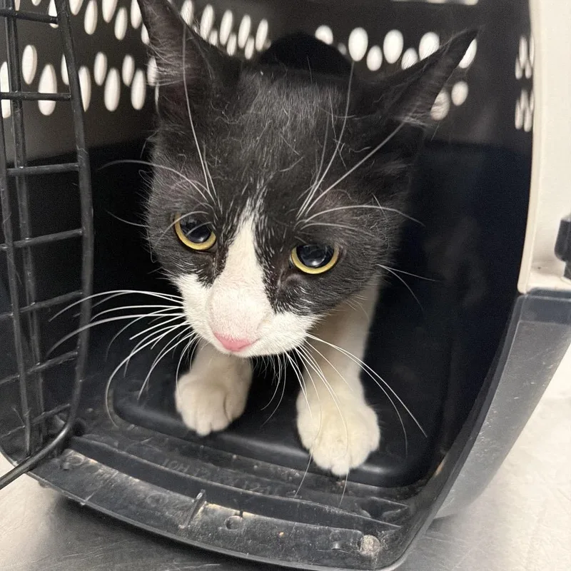 An adult medium-sized male Domestic Short Hair cat named Scorpio for adoption in Henderson, NV