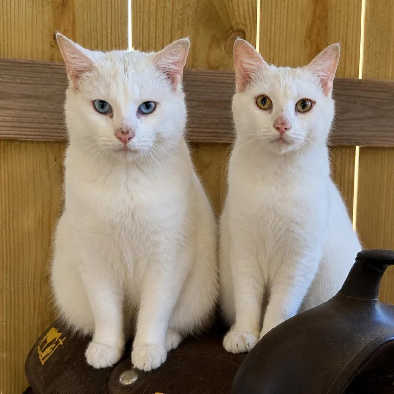 An adult small-sized male White Domestic Short Hair cat named Hans & Franz for adoption in Huntsville, AL