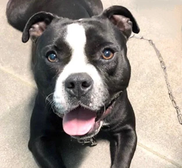 A young medium-sized male Pit Bull Terrier dog named Jacob for adoption in Houston, TX