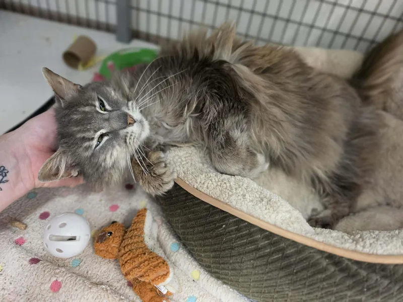 A senior medium-sized female Tabby (Gray / Blue / Silver) Extra-Toes Cat / Hemingway Polydactyl cat named Beaker for adoption in Grants Pass, OR