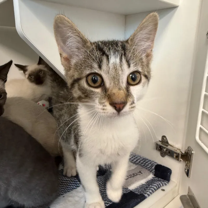 A baby small-sized male Brown / Chocolate Domestic Short Hair cat named Mickey for adoption in Port Richey, FL