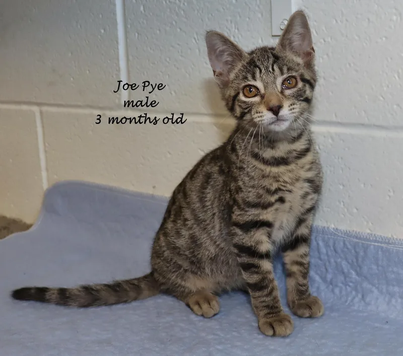A baby medium-sized male Tabby (Brown / Chocolate) Tabby cat named Joe Pye for adoption in Euclid, OH