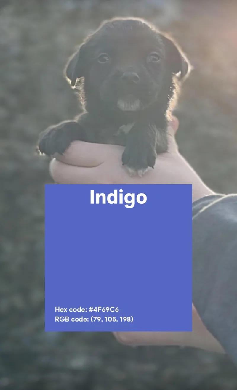 Indigo
