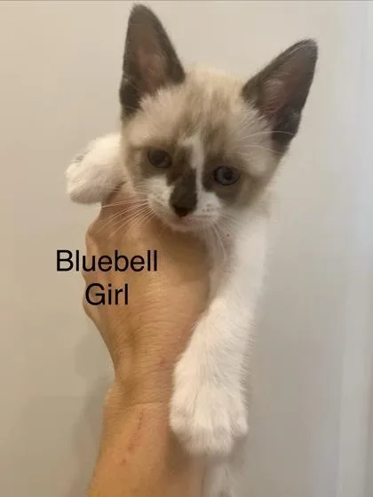 Bluebell thumbnail 2