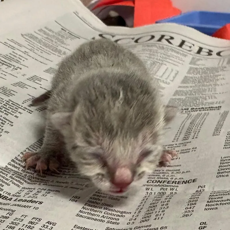 A baby small-sized male Gray / Blue / Silver Domestic Short Hair cat named Ash for adoption in Yuma, AZ