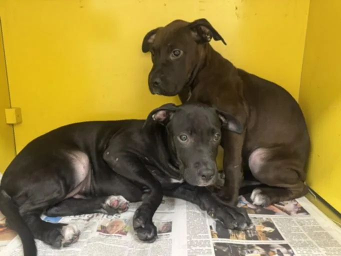 A baby medium-sized female Pit Bull Terrier dog named Molly for adoption in Los Angeles, CA