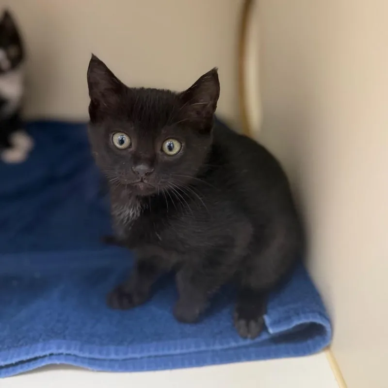 A baby small-sized male Black Domestic Short Hair cat named Boq for adoption in Bradenton, FL