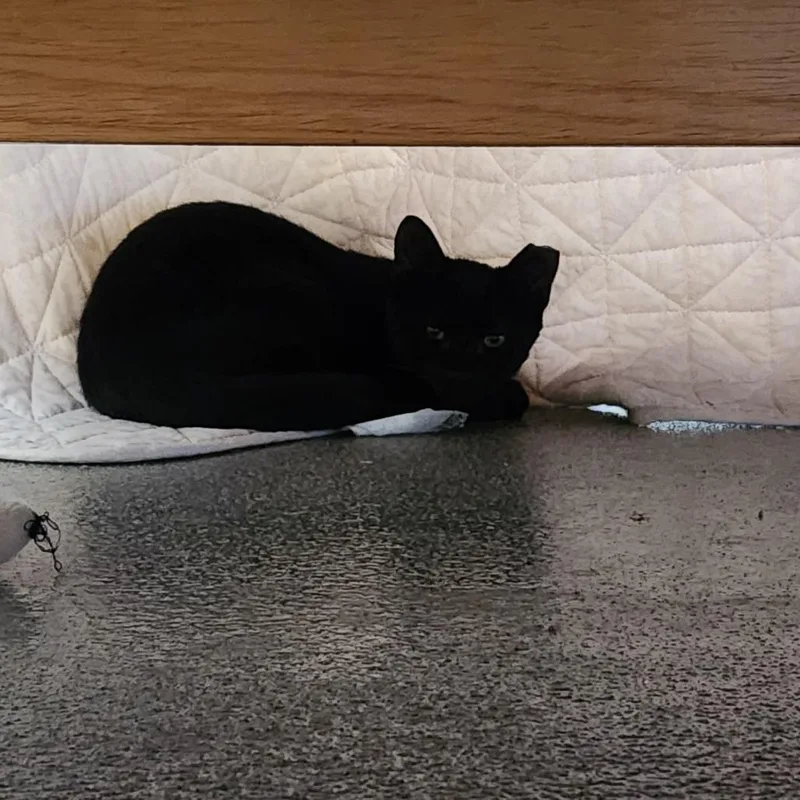 A baby medium-sized male Black Domestic Short Hair cat named Dr. Pepper for adoption in Brockton, MA