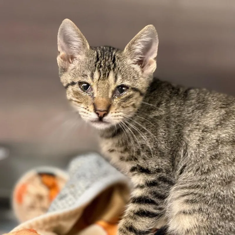 A baby small-sized male Gray / Blue / Silver Domestic Short Hair cat named Kuzco for adoption in Pauls Valley, OK