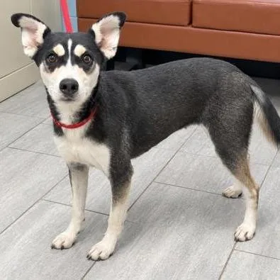 A young medium-sized female Shepherd dog named Libby for adoption in Hawthorne, CA