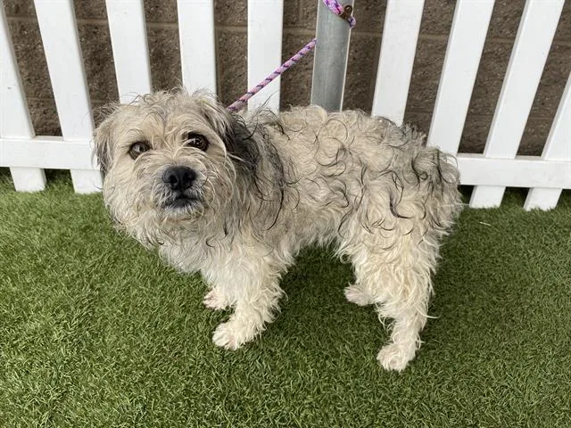 An adult small-sized male Lhasa Apso dog named A for adoption in Modesto, CA