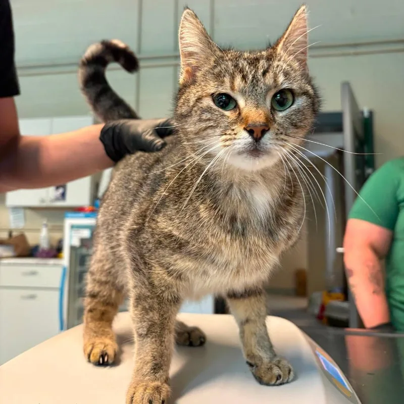 An adult medium-sized female Brown / Chocolate Domestic Short Hair cat named Cookie + for adoption in Huntington, WV