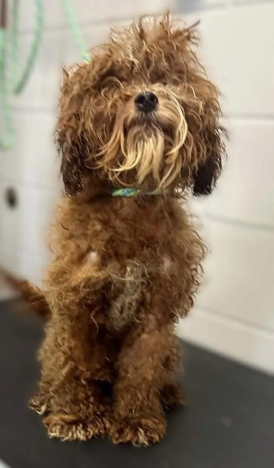 An adult medium-sized male Standard Poodle dog named Bram for adoption in Plymouth, MN