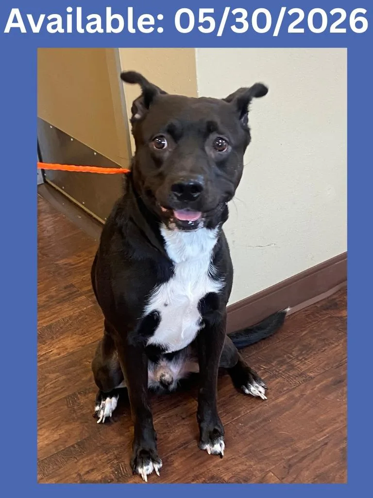 An adult large-sized male Labrador Retriever dog named Dog Kennel for adoption in Greenville, TX