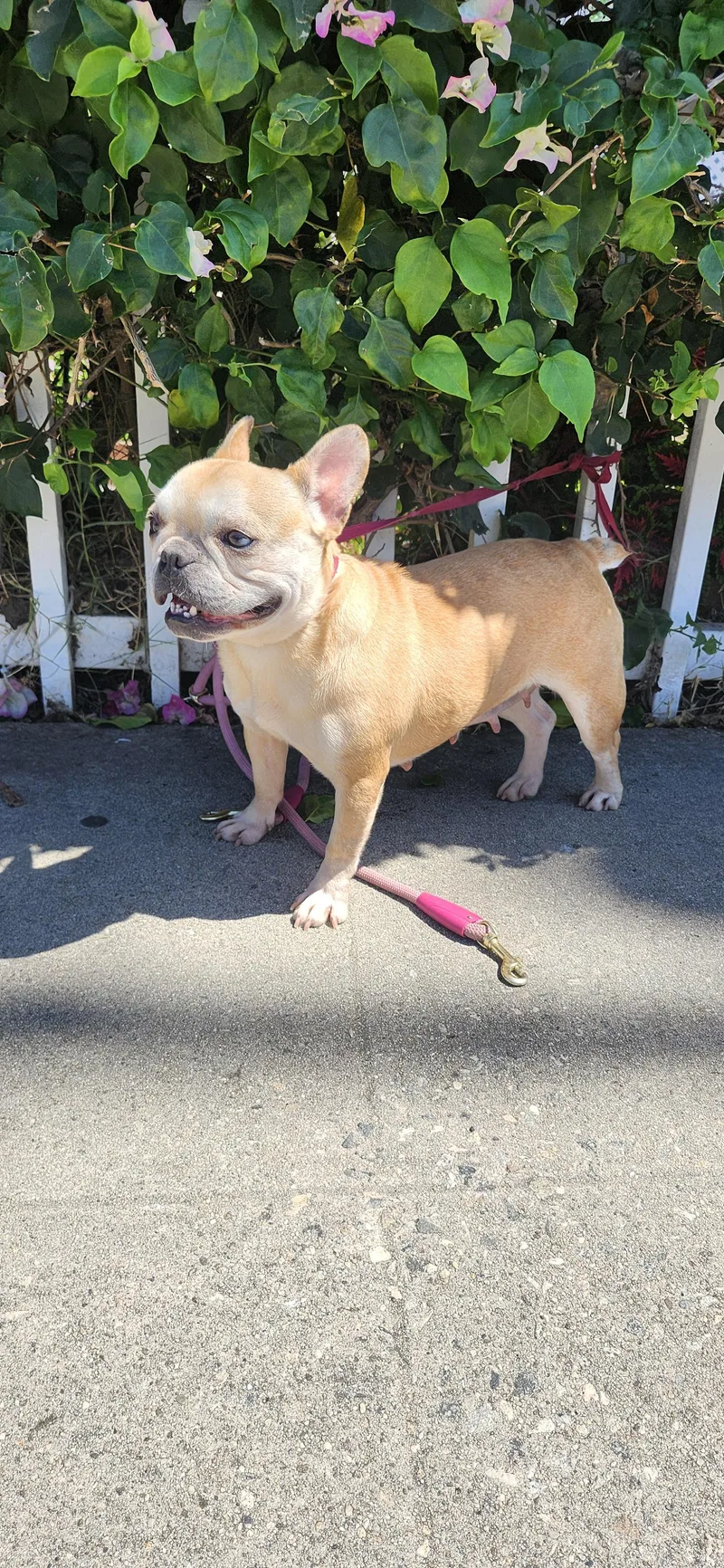 An adult small-sized female Apricot / Beige French Bulldog dog named Zena for adoption in Torrance, CA