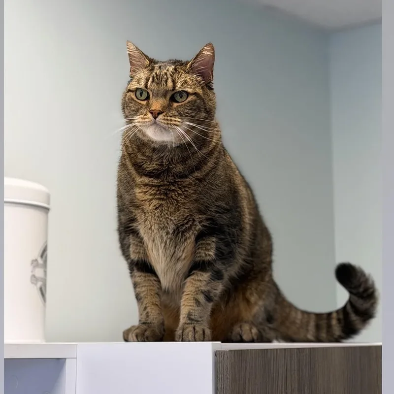 An adult extra large-sized male Domestic Short Hair cat named Roscoe for adoption in Syosset, NY