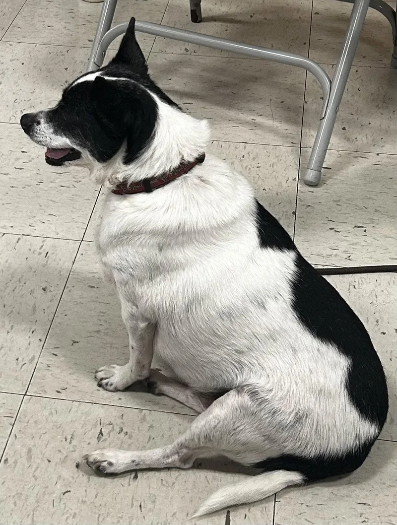 An adult large-sized male Hound dog named Elsa for adoption in O'Fallon, MO
