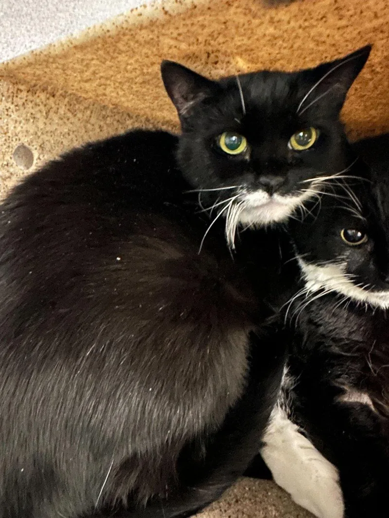 A senior small-sized female Black & White / Tuxedo Domestic Short Hair cat named Felicette for adoption in Raleigh, NC