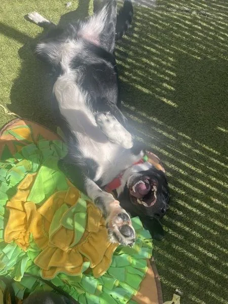 Pop Tart thumbnail 2