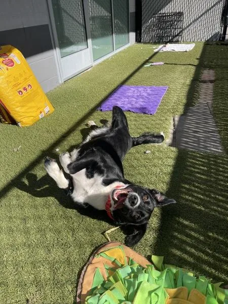 Pop Tart thumbnail 3