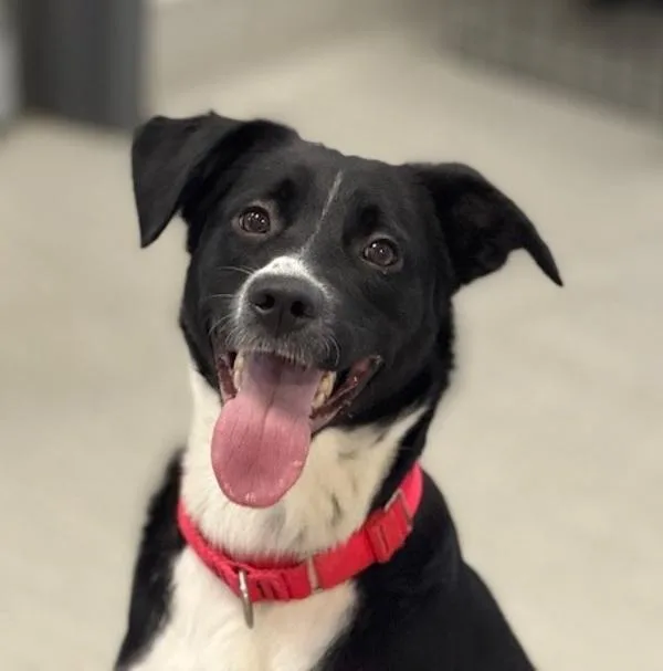 Pop Tart thumbnail 4