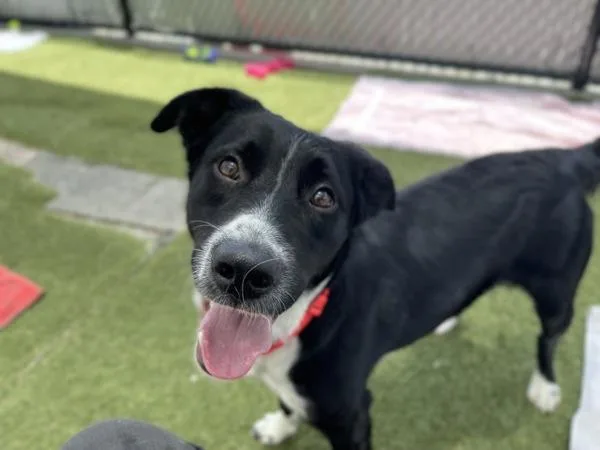 Pop Tart thumbnail 5