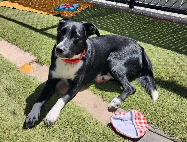 Pop Tart thumbnail 6