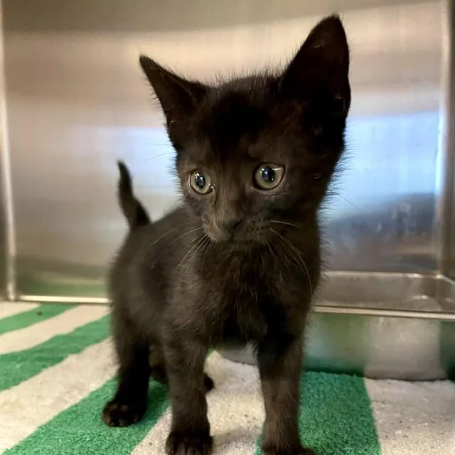 A baby small-sized female Domestic Short Hair cat named Sabrina for adoption in Tallahassee, FL
