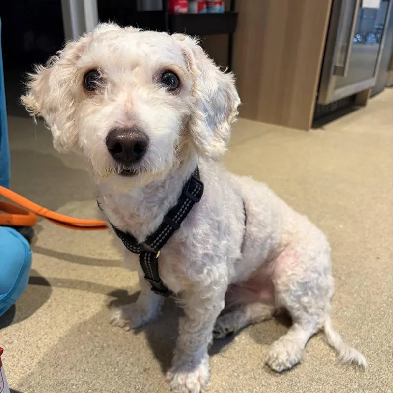An adult small-sized male White / Cream Bichon Frise dog named Bentley for adoption in Westhampton, NY