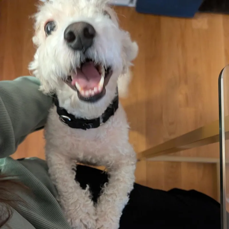 Bentley thumbnail 3