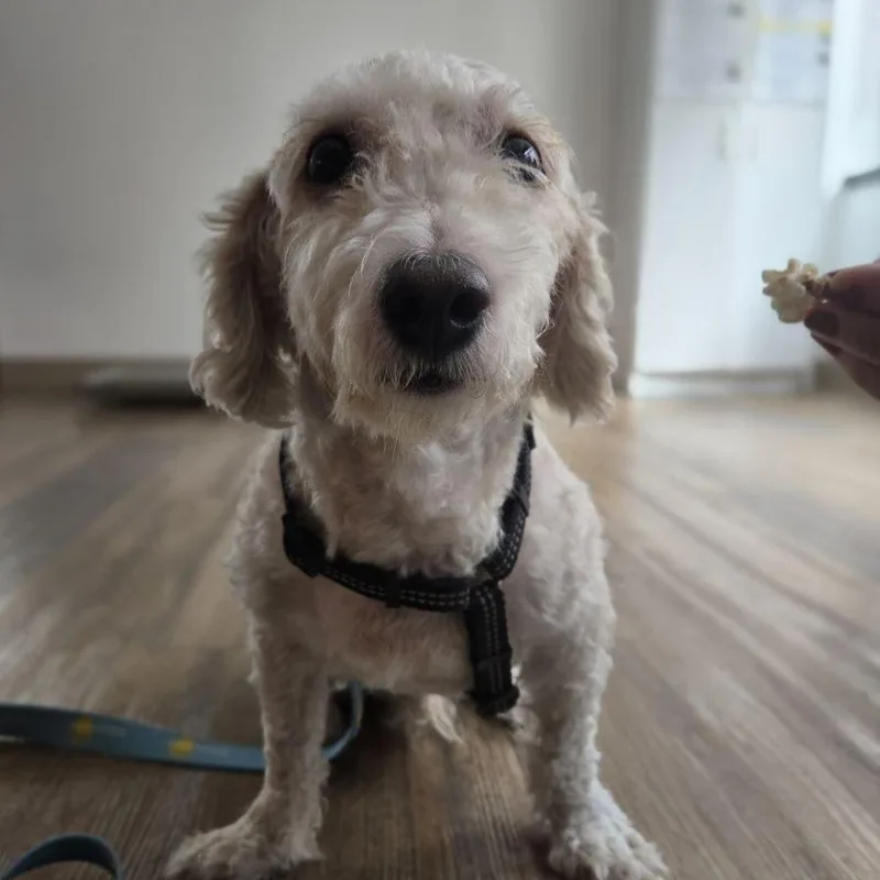 Bentley thumbnail 5