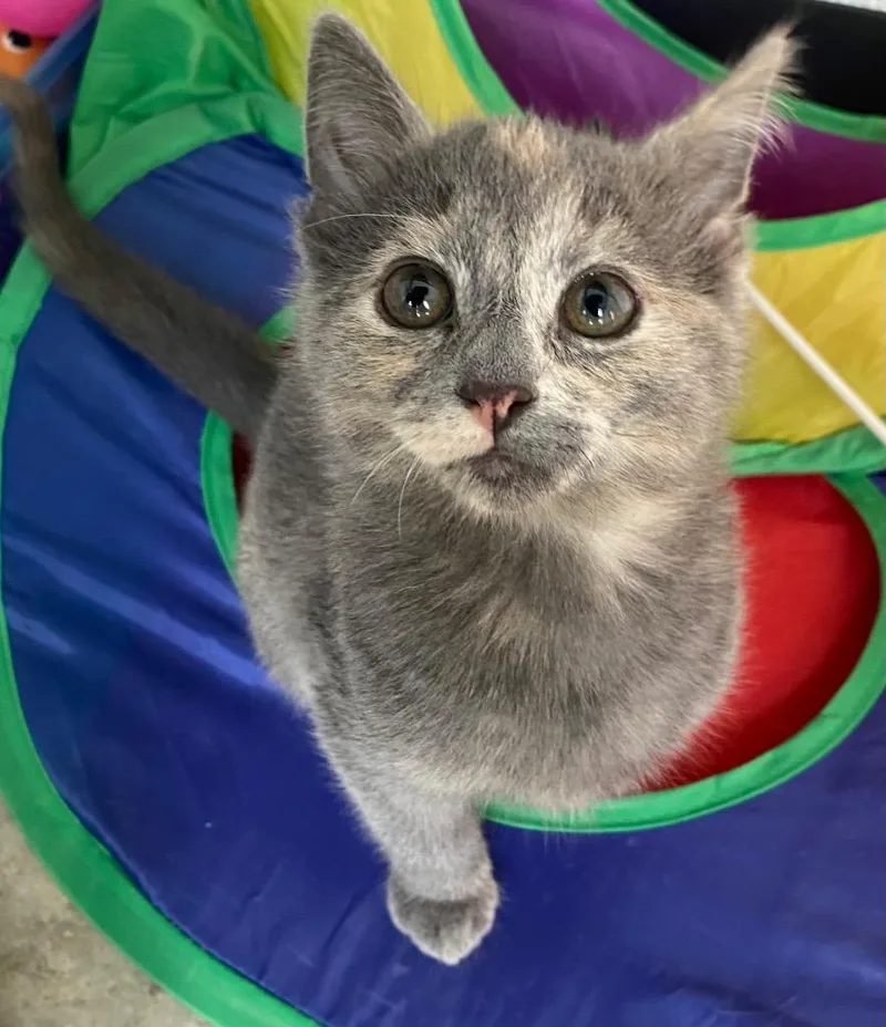 A baby large-sized female Dilute Tortoiseshell cat named Opi for adoption in Lockhart, TX