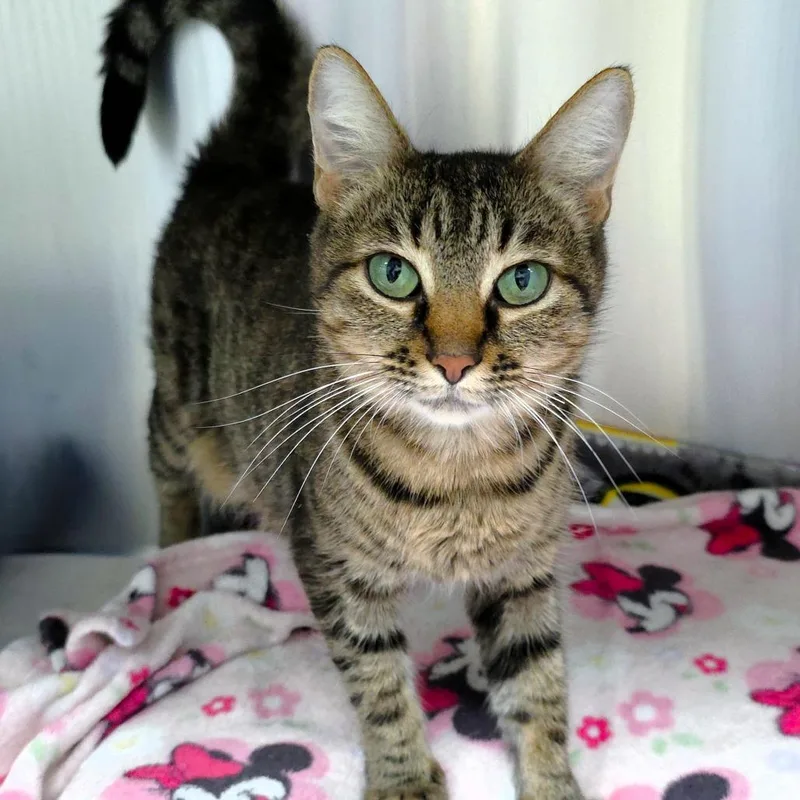 A young medium-sized female Brown / Chocolate Domestic Short Hair cat named Purrsephone for adoption in Michigan City, IN