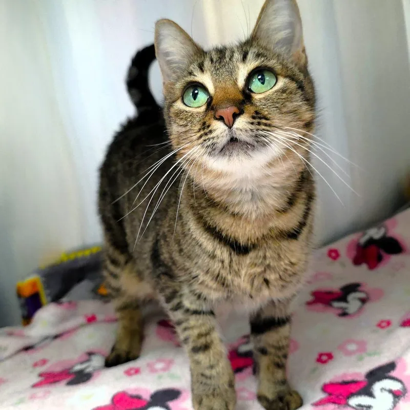 Purrsephone thumbnail 3